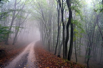 Fototapeta premium fog in the forest