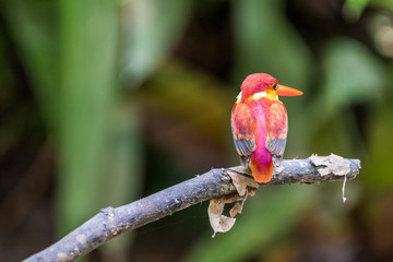 Beautiful bird Rufous-backed Dwarf-Kingfisher (Ceyx rufidorsa) perched