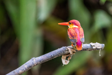 Beautiful bird Rufous-backed Dwarf-Kingfisher (Ceyx rufidorsa) perched