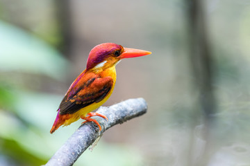 Beautiful bird Rufous-backed Dwarf-Kingfisher (Ceyx rufidorsa) perched