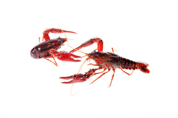 Crayfish