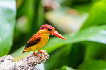 Beautiful bird Rufous-backed Dwarf-Kingfisher (Ceyx rufidorsa) perched