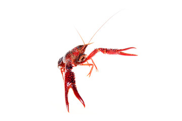 Crayfish