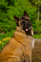 the dog stuck out his tongue