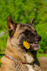 dog holding a yellow flower in his mouth