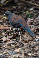 Male Mountain Peacock-Pheasant / Rothschild's Peacock-Pheasant / Mirror Pheasant 
