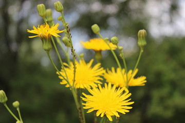 Beautiful wild flowers on the home stretch