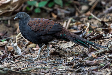 Male Mountain Peacock-Pheasant / Rothschild's Peacock-Pheasant / Mirror Pheasant 
