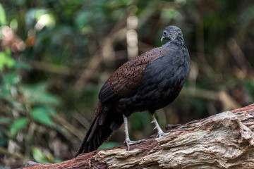 Male Mountain Peacock-Pheasant / Rothschild's Peacock-Pheasant / Mirror Pheasant 