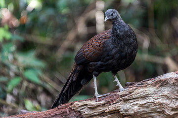 Male Mountain Peacock-Pheasant / Rothschild's Peacock-Pheasant / Mirror Pheasant 
