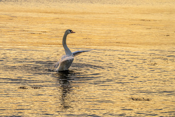 Swans in the sea at sunrise, Golden sunrise with swans. 