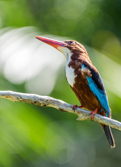 White-throated kingfisher (Halcyon smyrnensis) perched