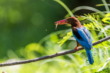 White-throated kingfisher (Halcyon smyrnensis) perched and eating