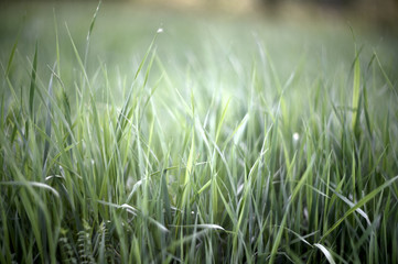 green grass with water drops