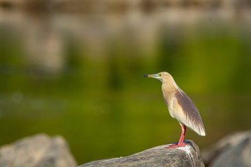 Indian pond heron or Ardeola grayii with bright red legs in breeding season with a green background near chambal river bank on rock at rawatbhata, kota, rajasthan, india