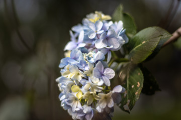 Flowers Bunch white and blue