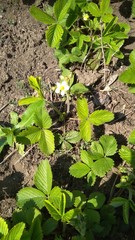 young plants growing in the garden