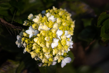 Flowers Bunch white and yellow