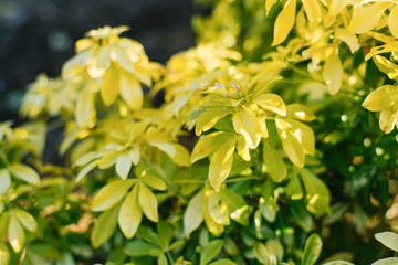 Yellow-green leaves Chowazia trochanelle