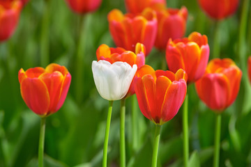 Obraz premium White tulip on a sunny day against the background of red tulips. Concept Spring
