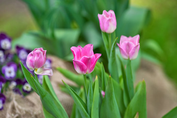 White-pink tulips on a sunny day on a green background. Concept Spring