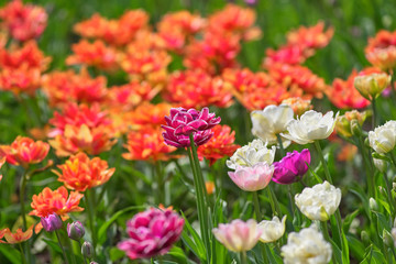Obraz na płótnie Canvas A field of lilac and white tulips on a sunny day. Concept Spring