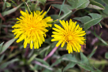 Yellow dandellion flowers in summer park