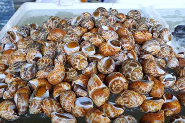 Too soft, Fresh spiral babylon snail on ice as a background for sale in the market, for grill or cooking (Areola babylon or spotted babylon)