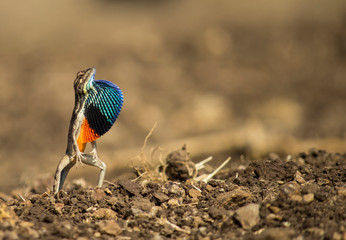 Standing Fan throated lizard with bokeh.