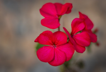Pink flower closeup shots with details
