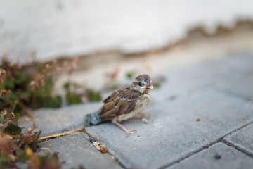 little sparrow sitting on the sidewalk tile