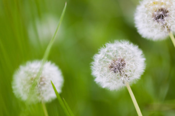 Dandelion flying on green background