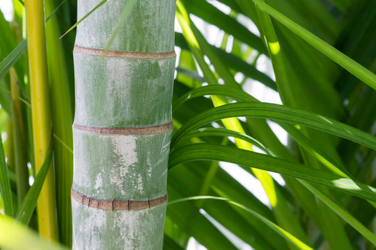 Palm and bamboo trunk, tropical leaves background. Close-up, copy space, layout design