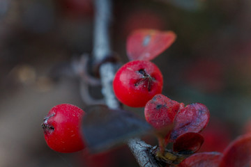 red berries on a branch