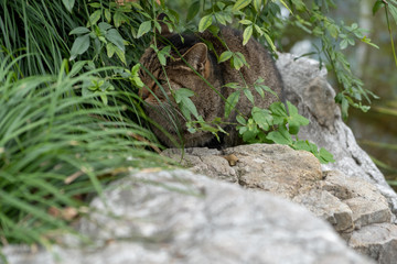 Cat sittings on stone and looking up in the park