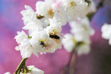 blooming white flowers in spring time close up view
