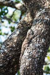 A female Tree Agama camouflaged on a tree branch, South Africa.