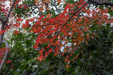 Red tree in the autumn park