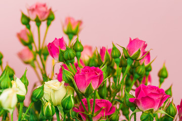 bouquet of small colored roses on a rose  background  - Image
