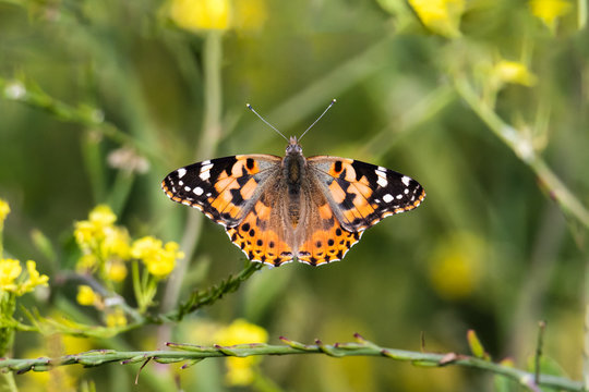 Painted Lady Butterfly feeding from a mustard flower on the California coast. Wings spread; plants in background. 