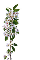 Fototapeta premium Beautiful blooming twig of cherry isolated against white background