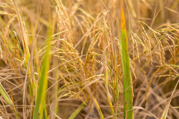 Golden rice paddies in the garden plantations in Thailand