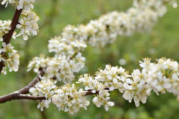 Blooming plum branch on a blurred green background. The brown branch is strewn with white fluffy flowers. Raindrops hang on the delicate petals.