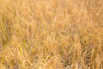 Golden rice paddies in the garden plantations in Thailand
