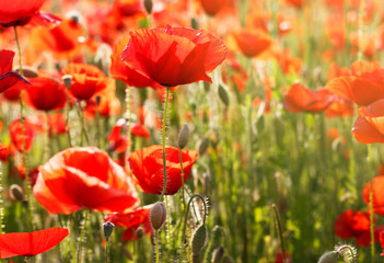 Red poppies field close-up, natural background, toned