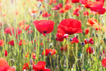 Red poppies field close-up, natural background, toned