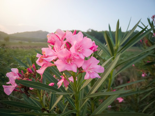 Pink oleander or nerium flower bloom with sunlight in the morning on nature background. 