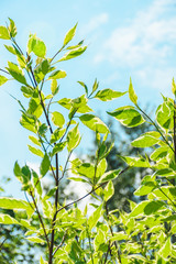 Green leaves against blue sky