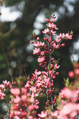 A flowering almond bush