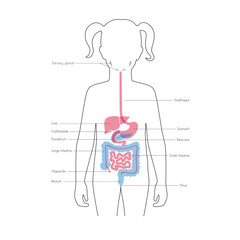Human internal organs vector